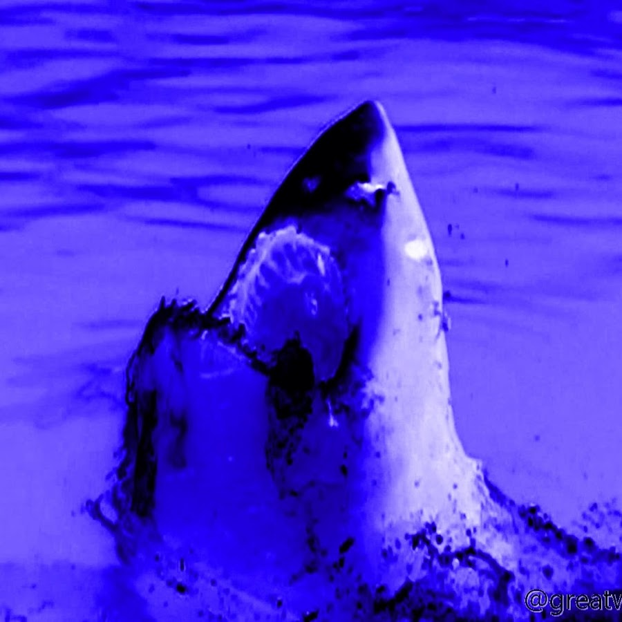 Great White Shark Avatar de chaîne YouTube