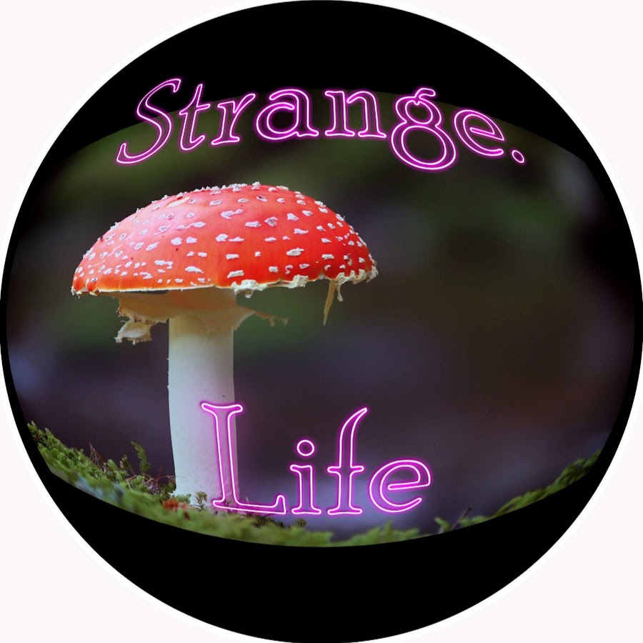 Strange. Life YouTube kanalı avatarı