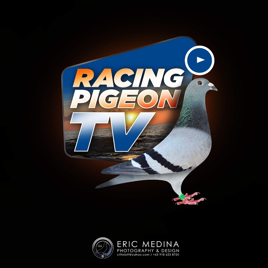 Racing Pigeon Tv