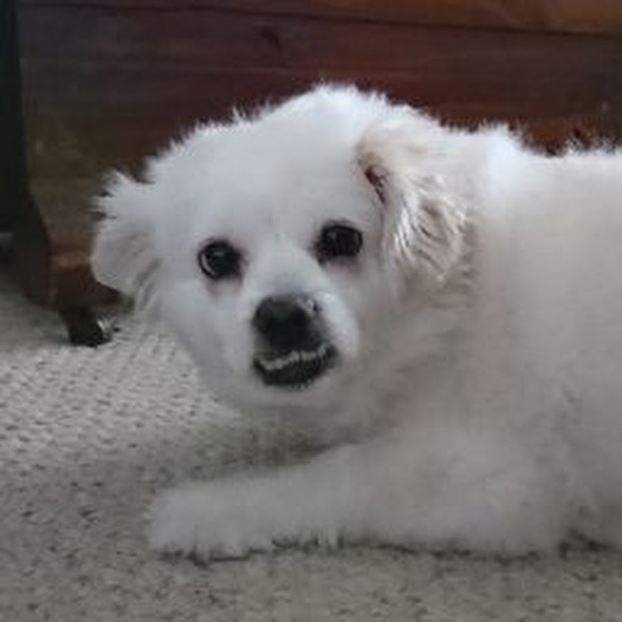 David Z To G Youtube