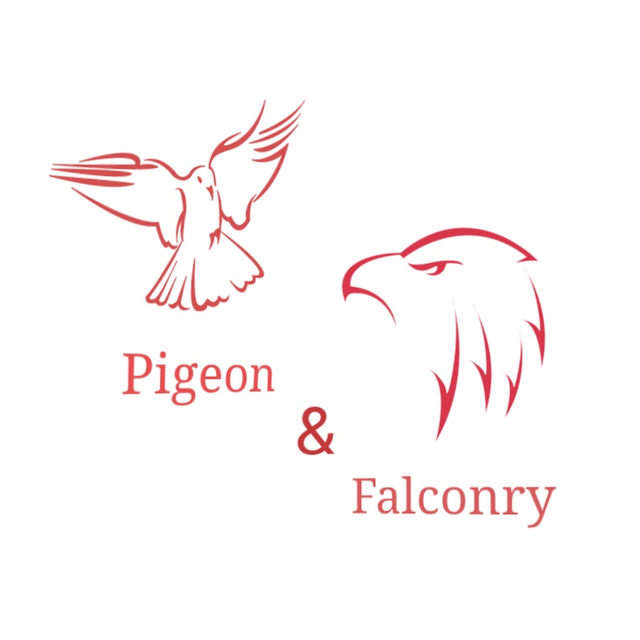 Pigeon & Falconry رمز قناة اليوتيوب