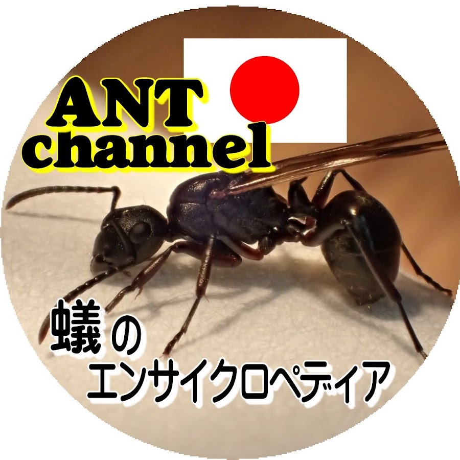 ANT channel èŸ»ã®ã‚¨ãƒ³ã‚µã‚¤ã‚¯ãƒ­ãƒšãƒ‡ã‚£ã‚¢ Аватар канала YouTube