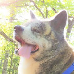 こずえおばちゃま頑張りマス Instagram Account Analysis Statistics Vidooly