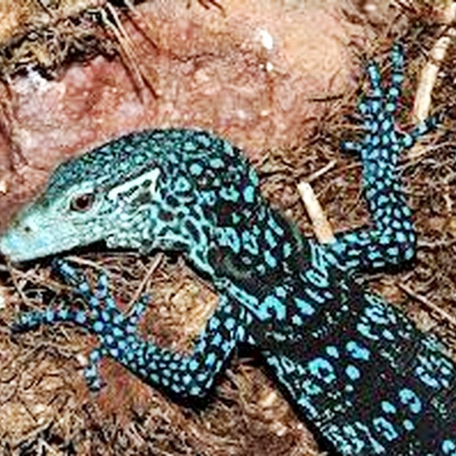 Blue Lizard Аватар канала YouTube