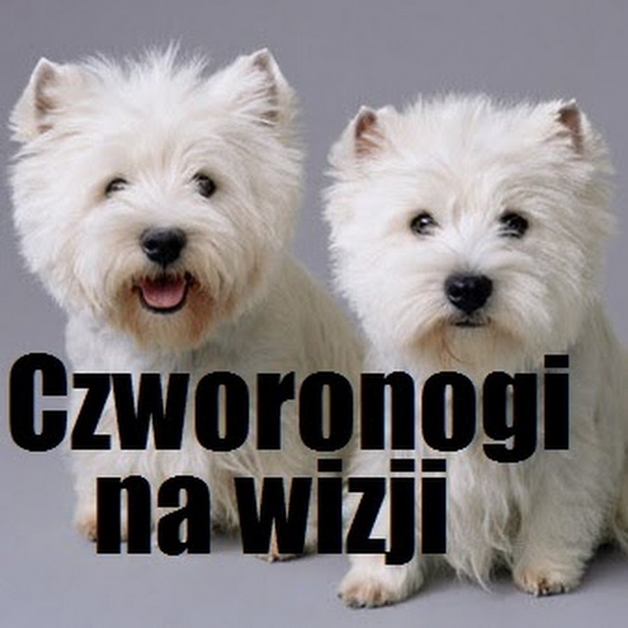 Czworonogi Na Wizji - Wszystko o Psach ইউটিউব চ্যানেল অ্যাভাটার