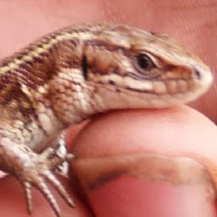Julas xZiom