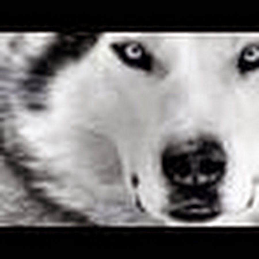 nightwolf2k9 رمز قناة اليوتيوب