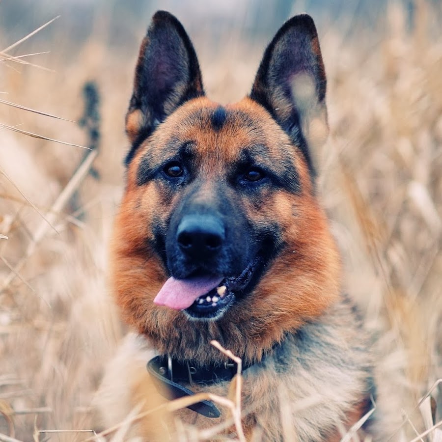 The German Shepherd Dog YouTube channel avatar