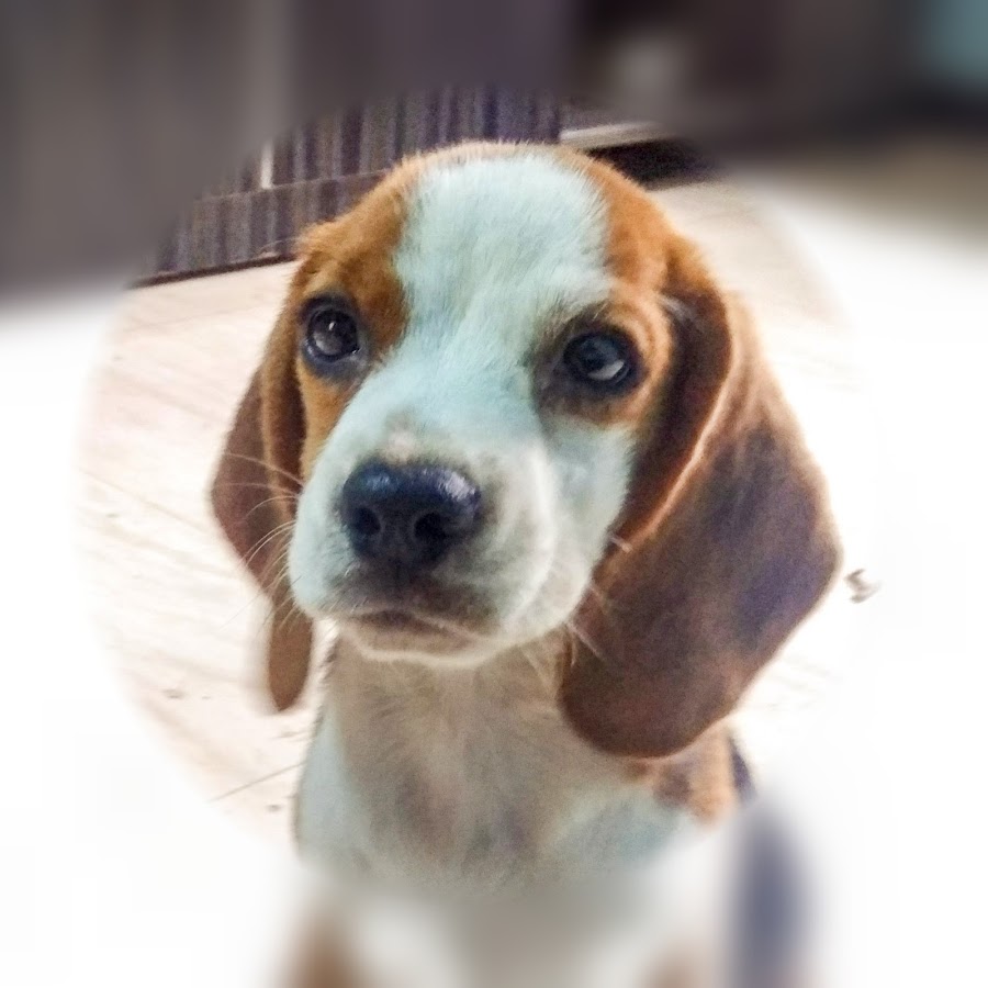 Rinku The Beagle YouTube kanalı avatarı