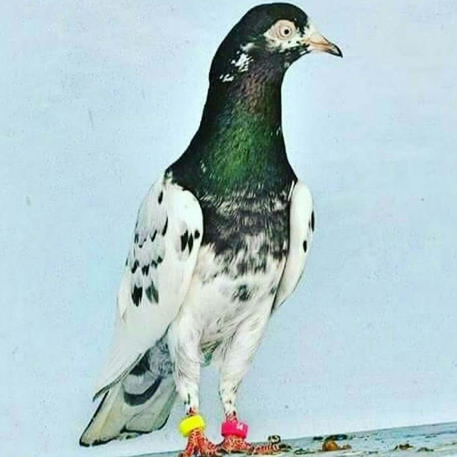 Mirpur Pigeons Page ইউটিউব চ্যানেল অ্যাভাটার