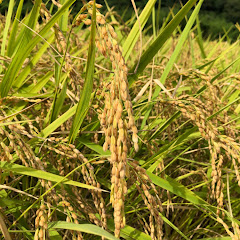 田舎の者moーchan