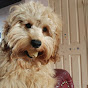 Ginger Bear YouTube Profile Photo