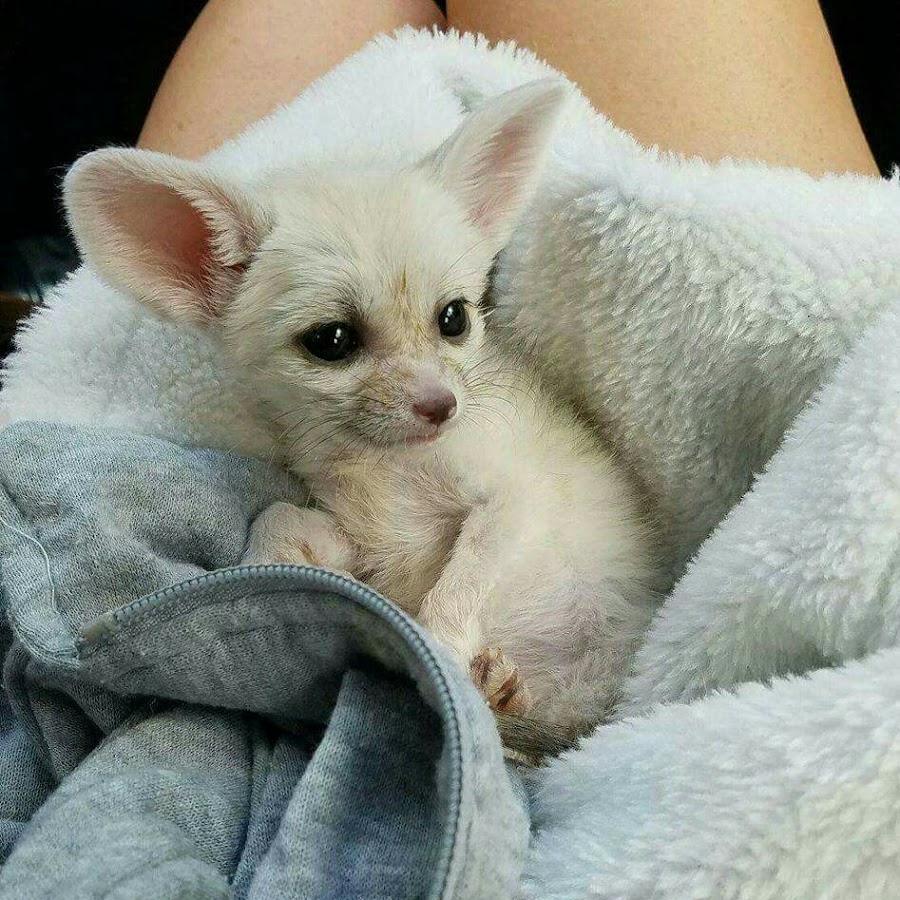 Lucy the Fennec Fox