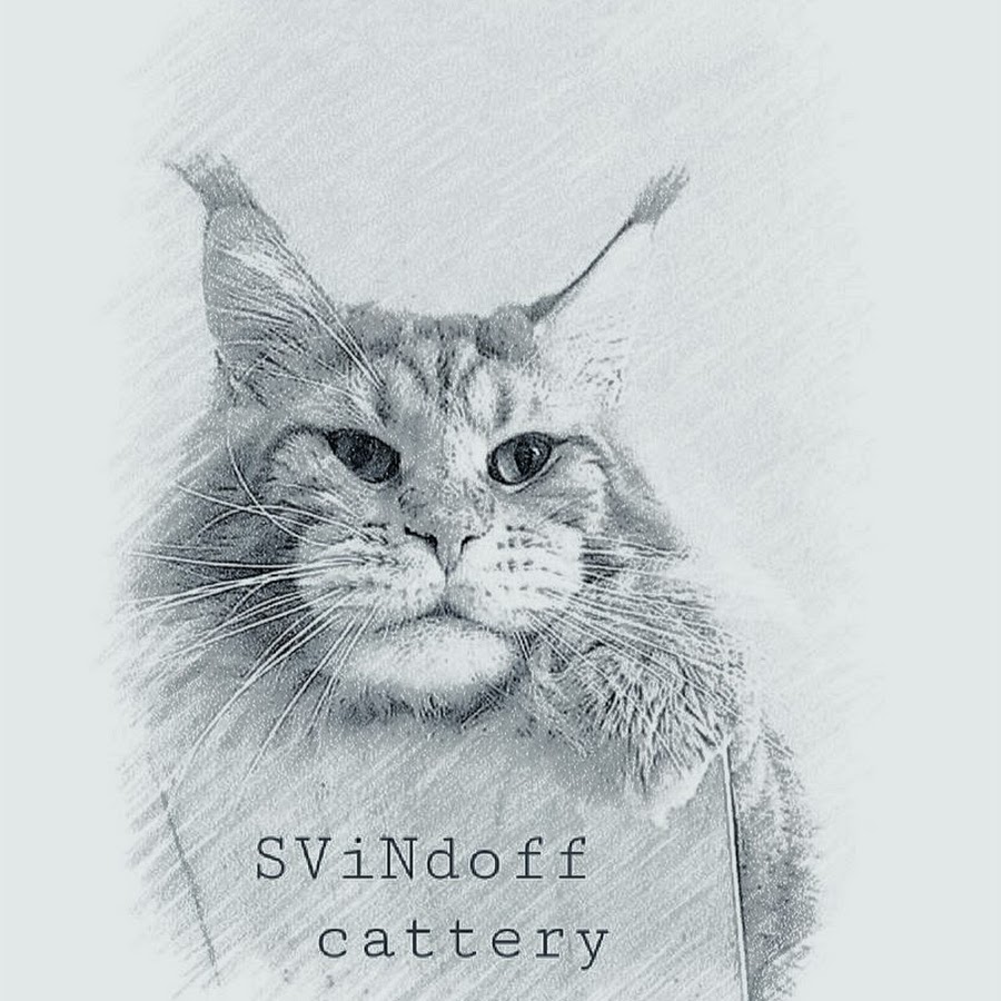 Maine Coon cattery - SViNdoff Avatar canale YouTube 