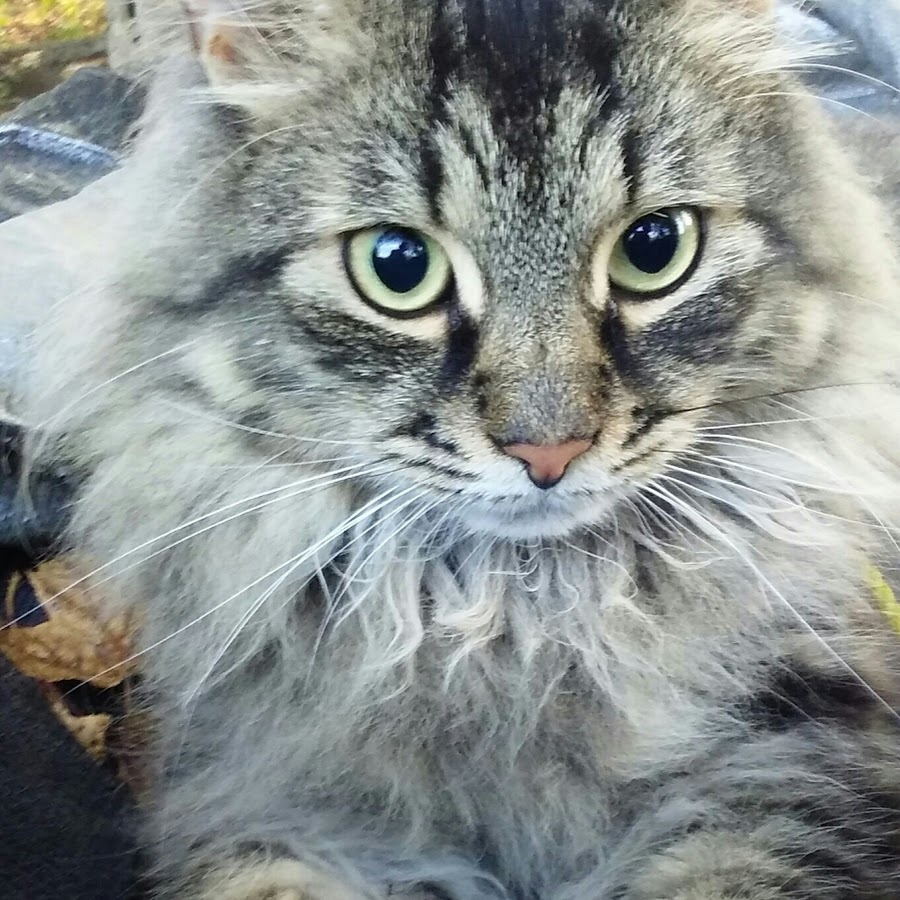 Maine Coon