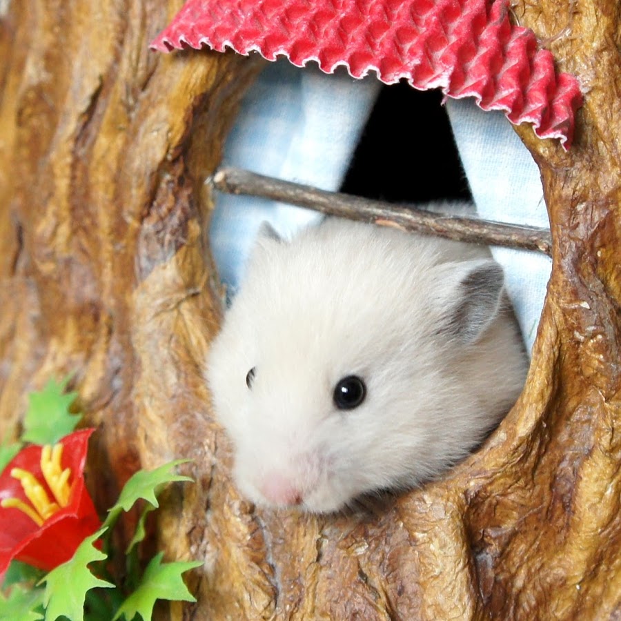 The Secret Life of my Hamster Avatar de chaîne YouTube
