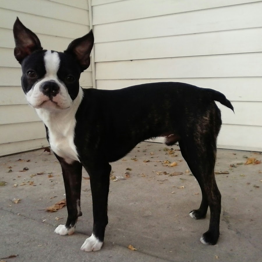 Boston Terrier Avatar canale YouTube 