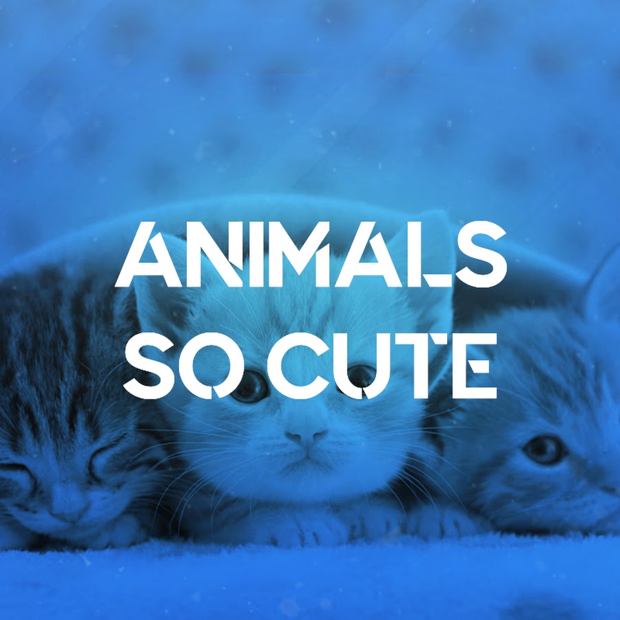 Animals Soo Cute यूट्यूब चैनल अवतार