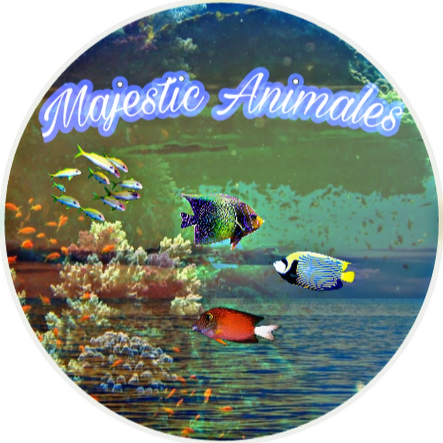 Majestic Animals ইউটিউব চ্যানেল অ্যাভাটার