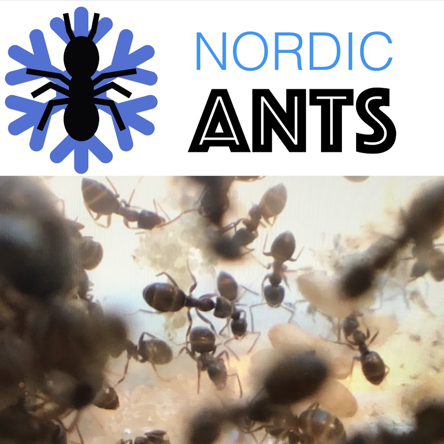 Nordic Ants رمز قناة اليوتيوب