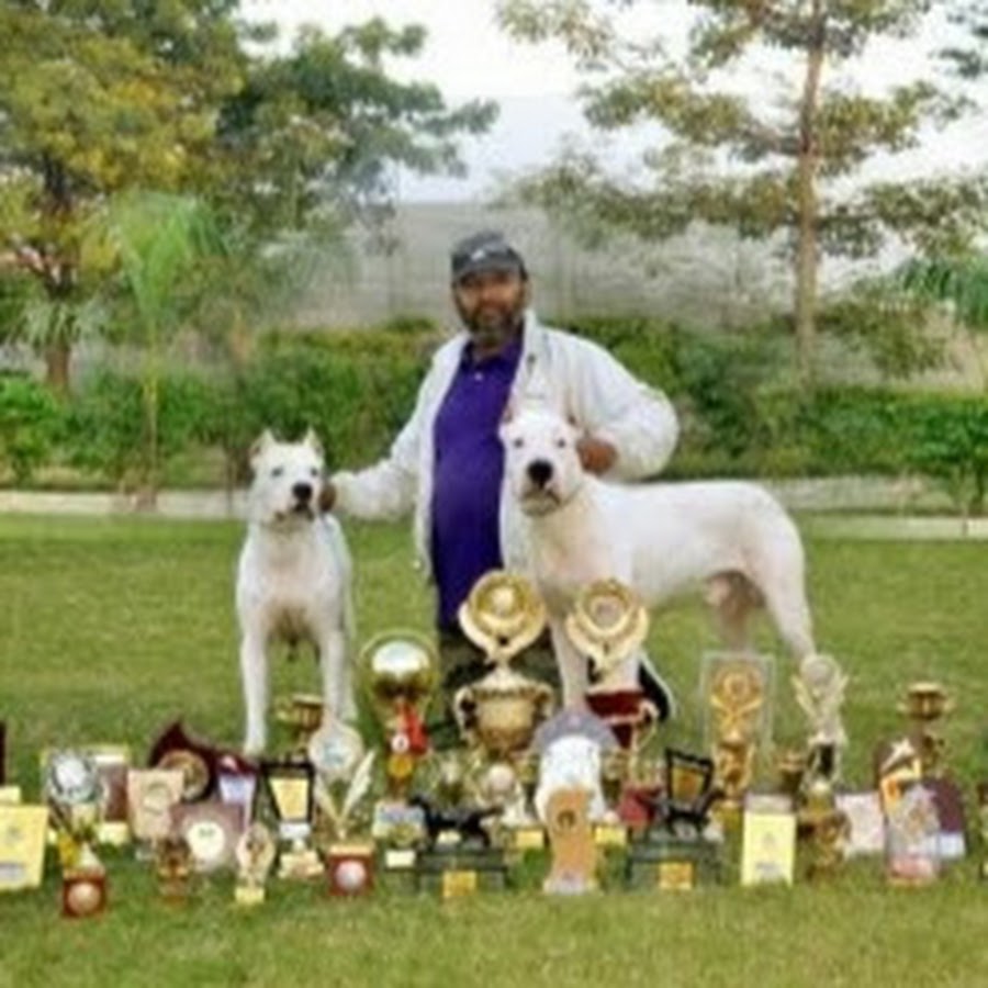 Dilbagh,s Dogo Argentino Kennel YouTube channel avatar