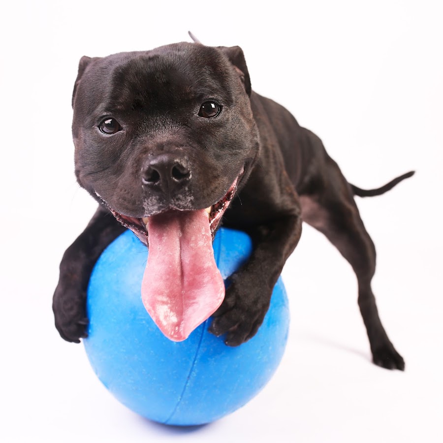 George The Staffy YouTube channel avatar