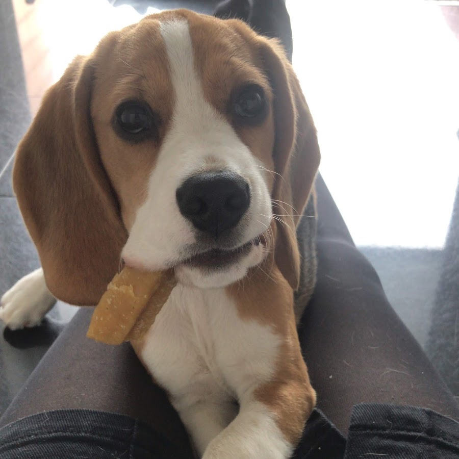 Lola The Beagle