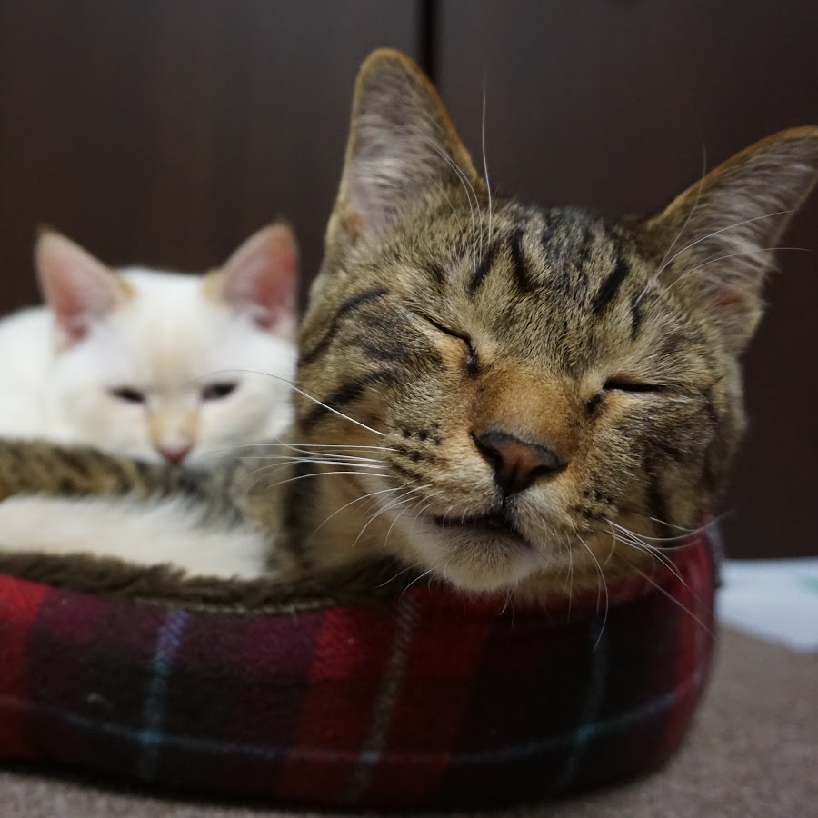 前橋市保健所 動物愛護事業 Youtube