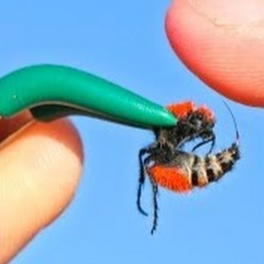 Worst Insect Stings Ever!