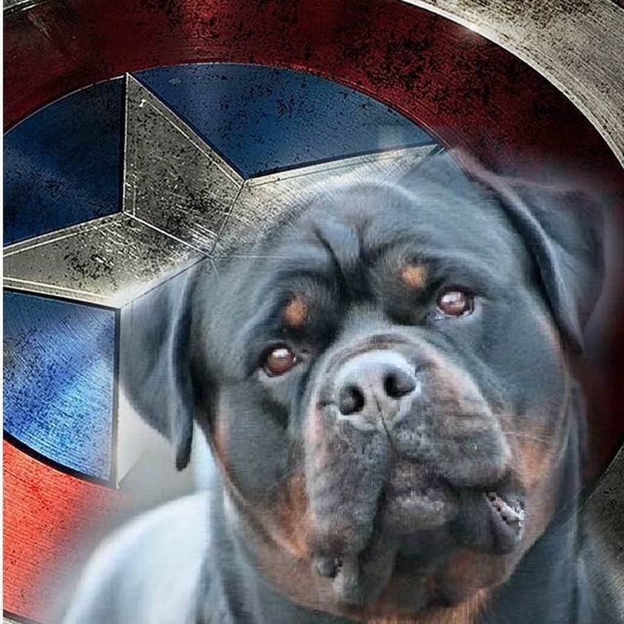 VOM AGUILAR ROTTWEILERS KENNEL Avatar channel YouTube 