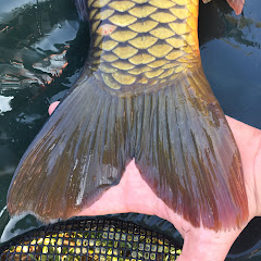 Carp Fishing