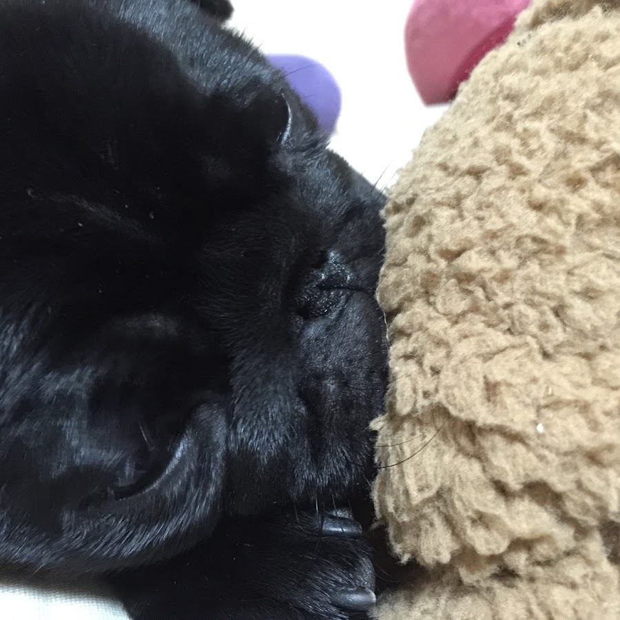 黒pugポコの毛むくじゃらくんchannel パグ犬 Youtube
