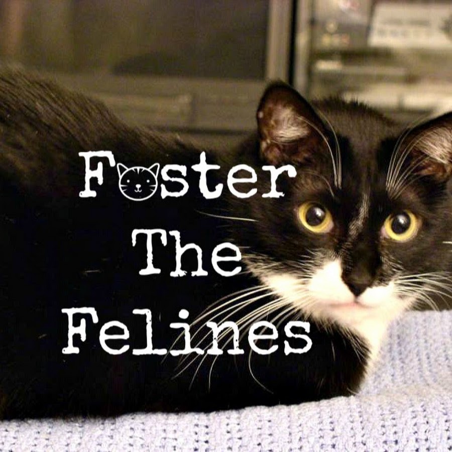 Foster The Felines यूट्यूब चैनल अवतार