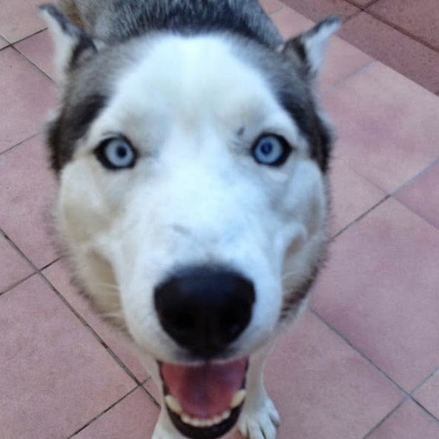 Cyprus Husky Rescue Avatar channel YouTube 