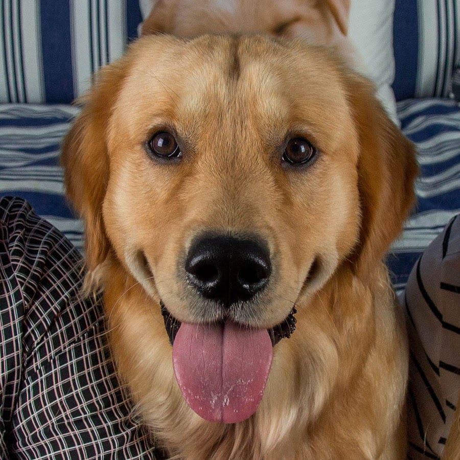 Golden Paw - Hundekanal YouTube channel avatar