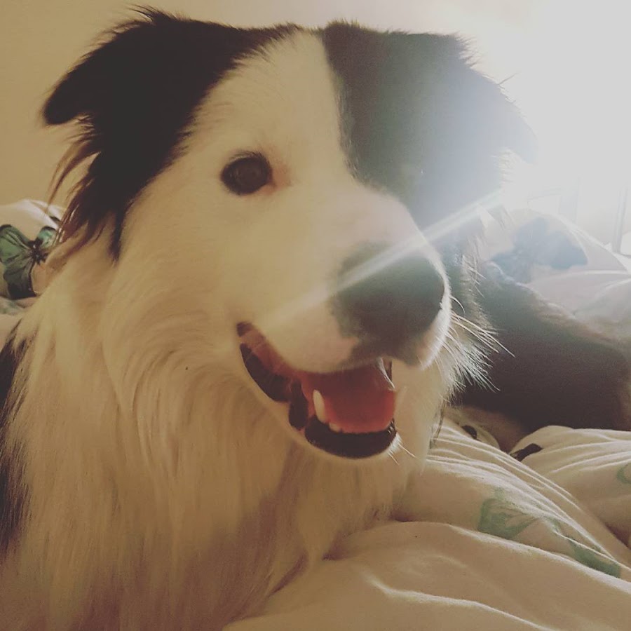 Jack The collie YouTube channel avatar