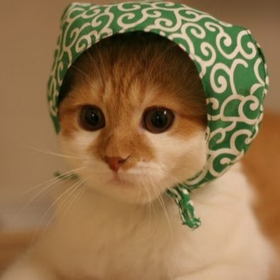 кот в тюбетейке. кот в тюбетейке. платок с кошками. рыжий кот в бандане. кот в тюбетейке.