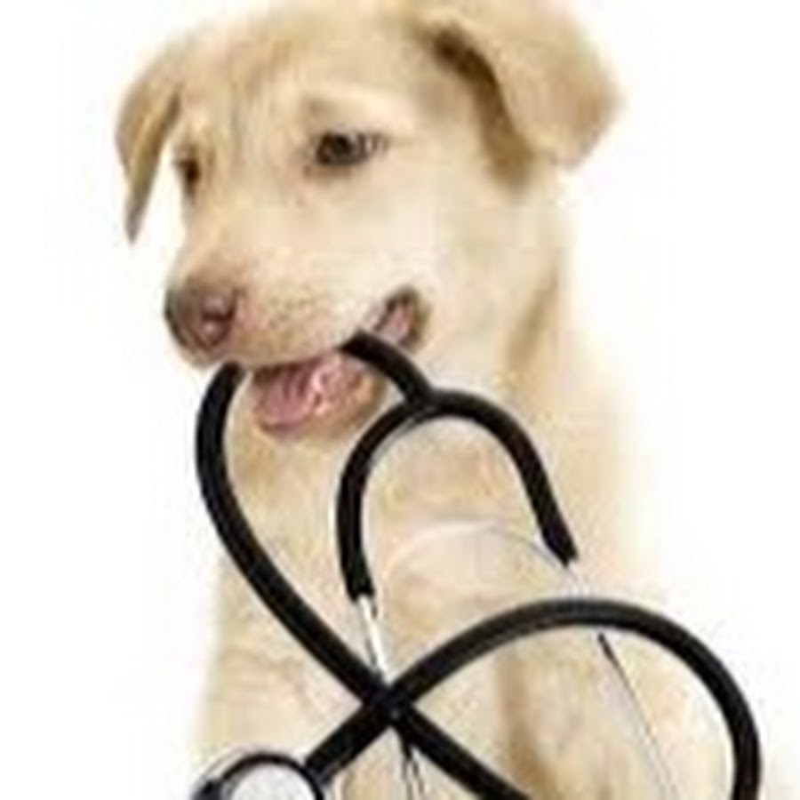 Healthy Pets YouTube 频道头像