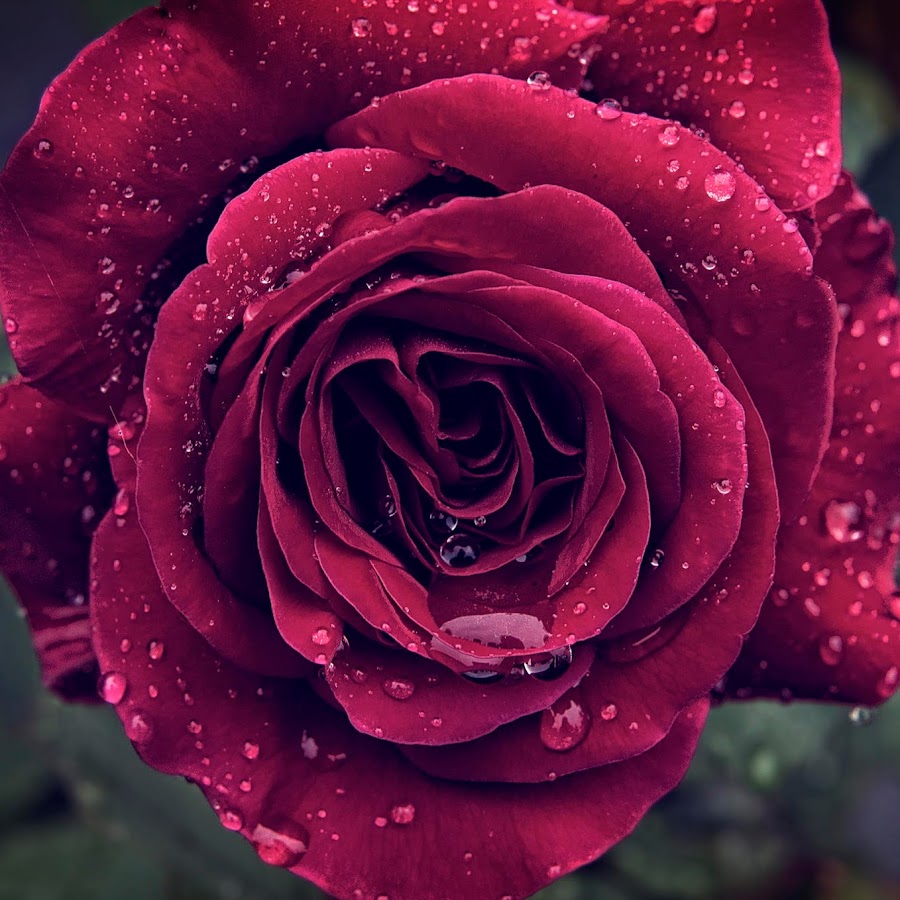 celticrose2 (the celtic rose) رمز قناة اليوتيوب