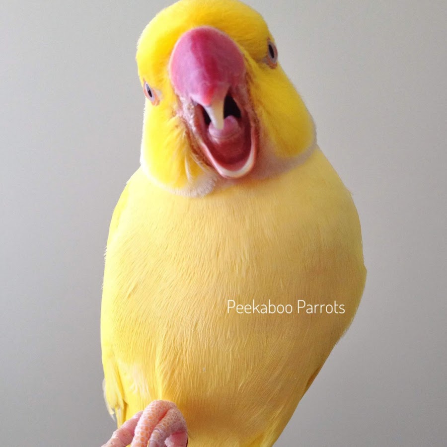 Peekaboo Parrots