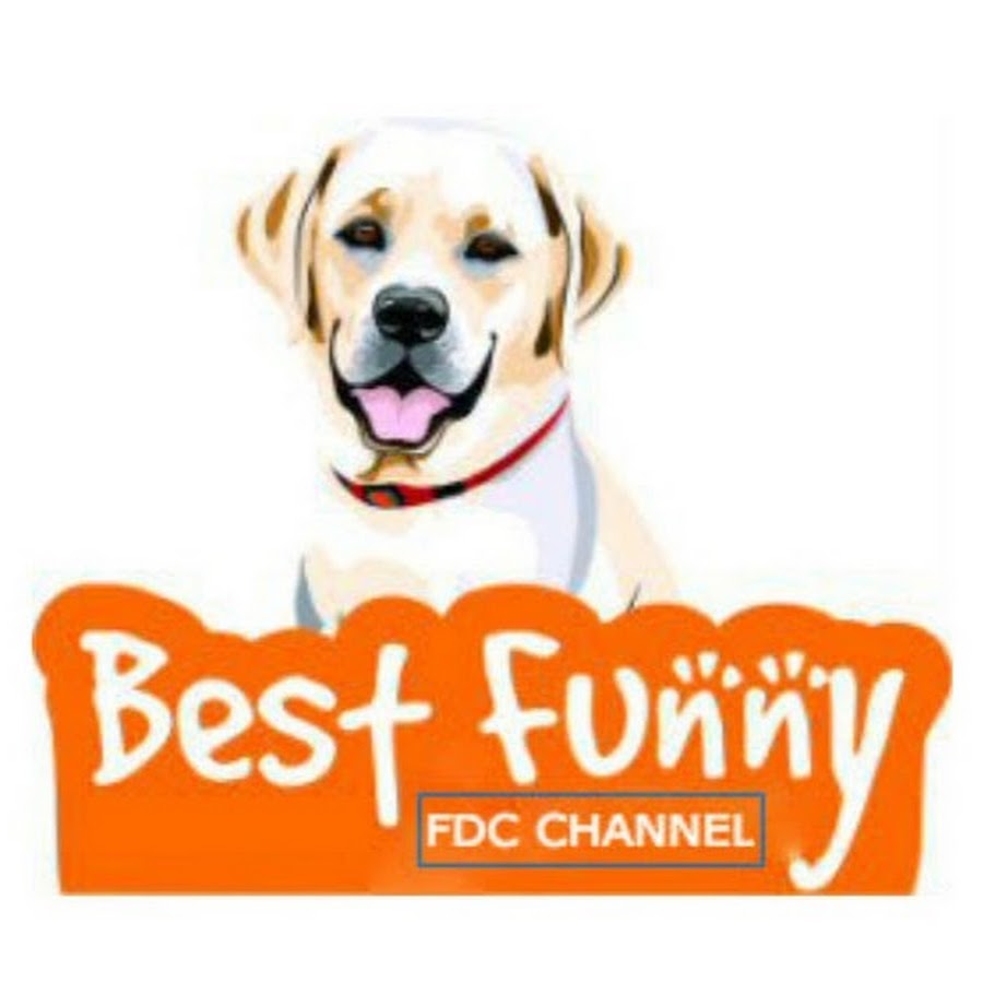 FUNNY DOGs AND CATs YouTube 频道头像