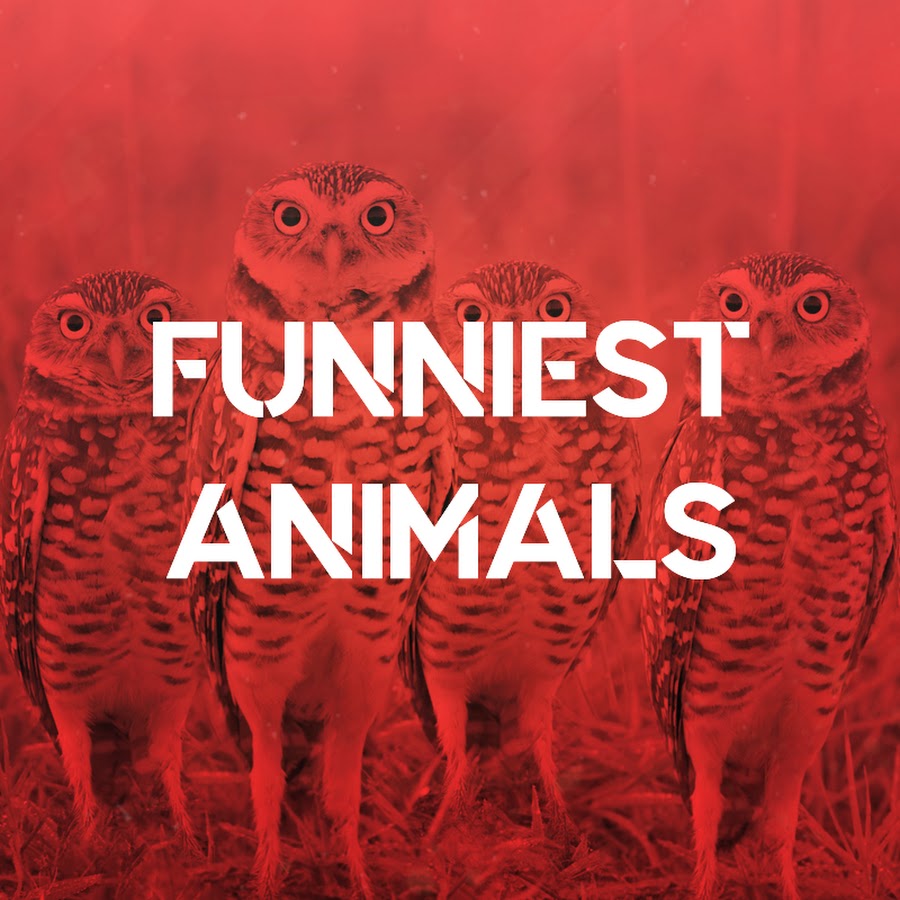 Funniest Animals رمز قناة اليوتيوب