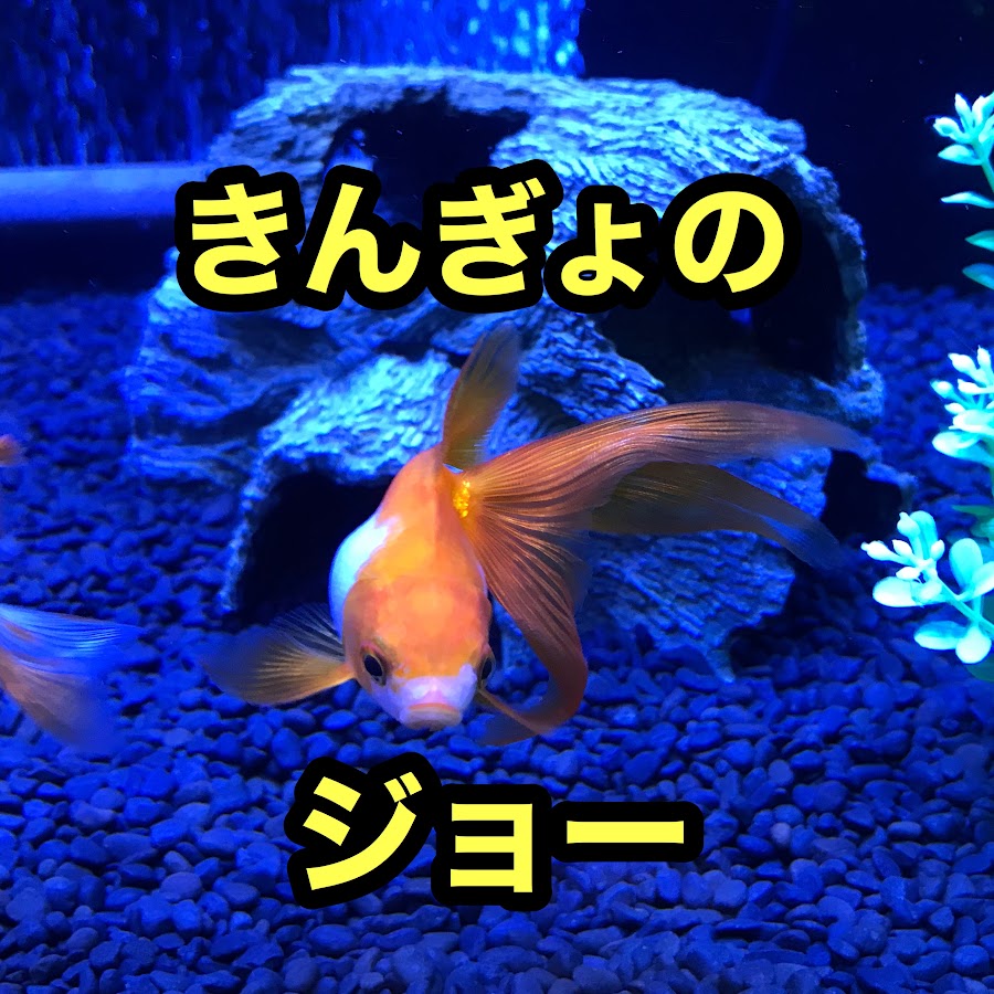 きんぎょのジョー Youtube