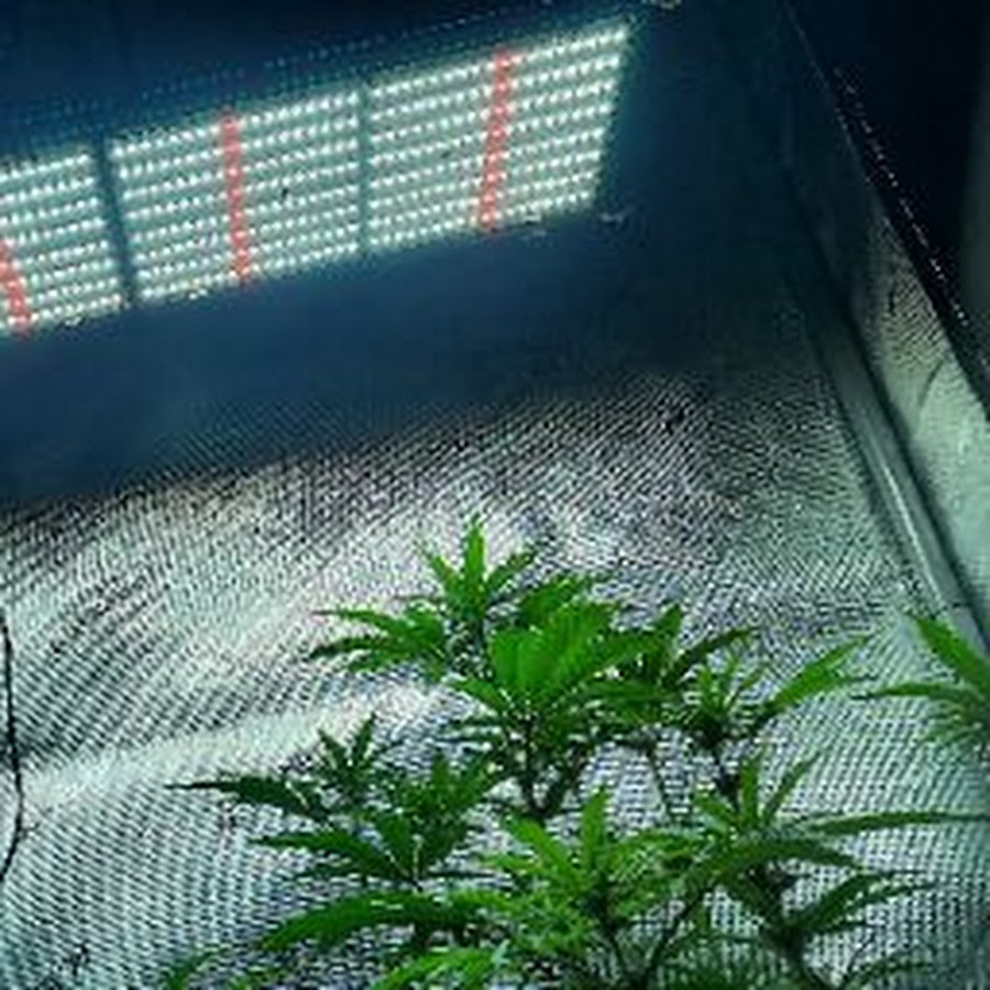 SoCaLs Cannabis Garden Avatar de chaîne YouTube