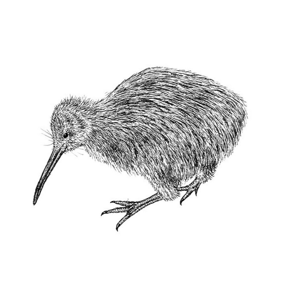 Kiwi