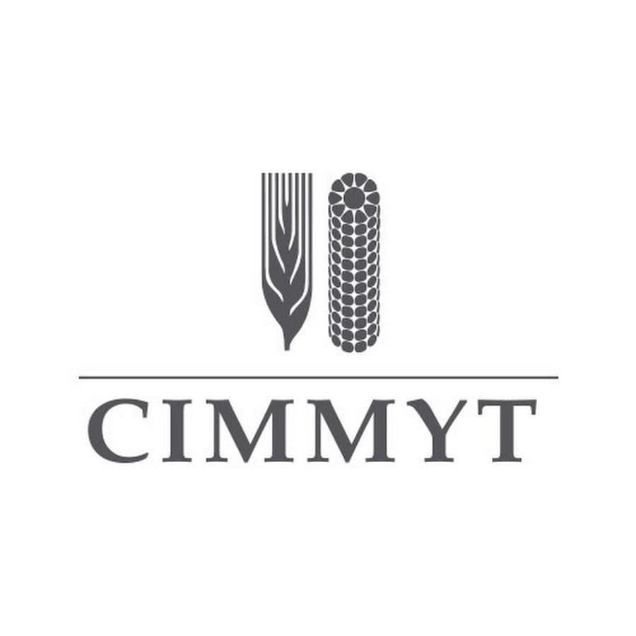 CIMMYT Avatar canale YouTube 