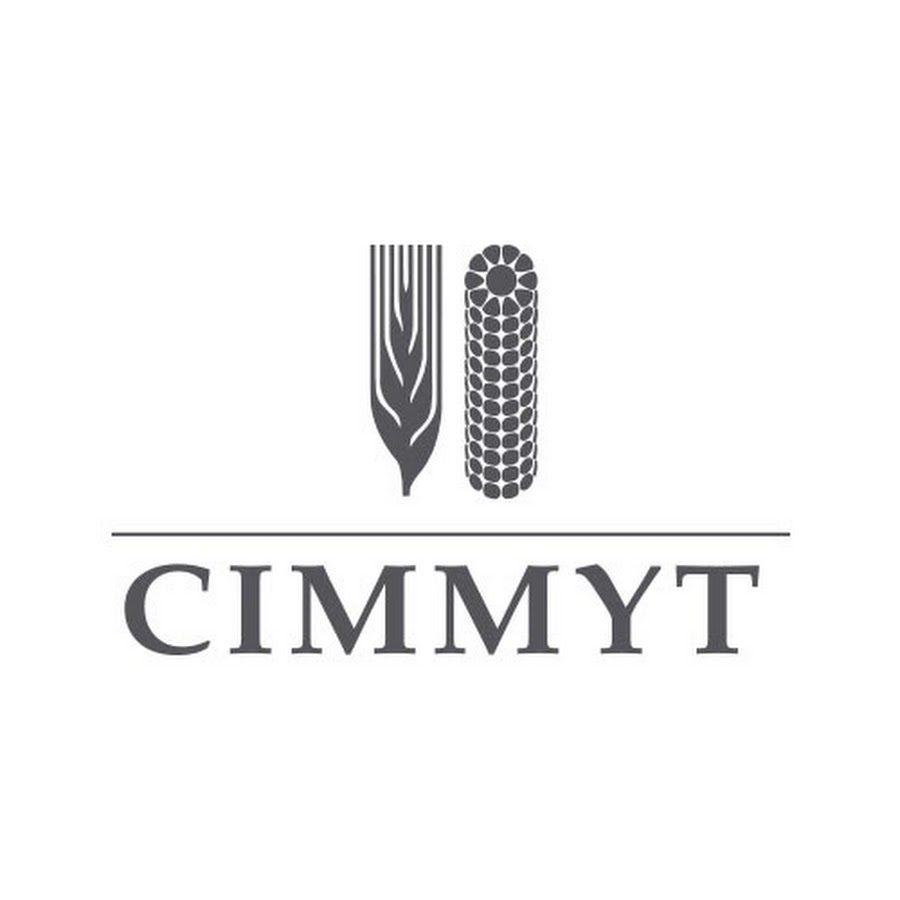 CIMMYT