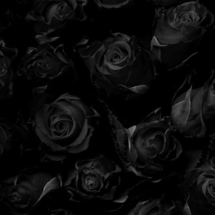 Черные розы фон для фотошопа