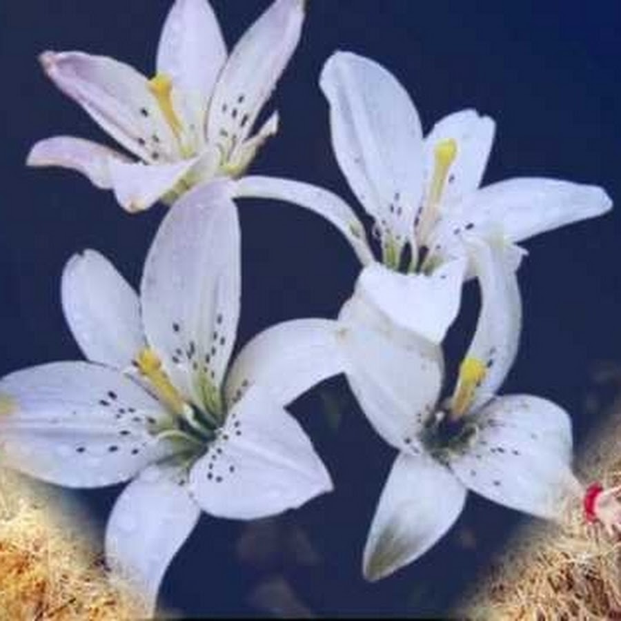 Лилия полар. Белая лилия и лебеди. Лилии на аватарку. Айвазов цветы для лилии. Букет лилий картинки.