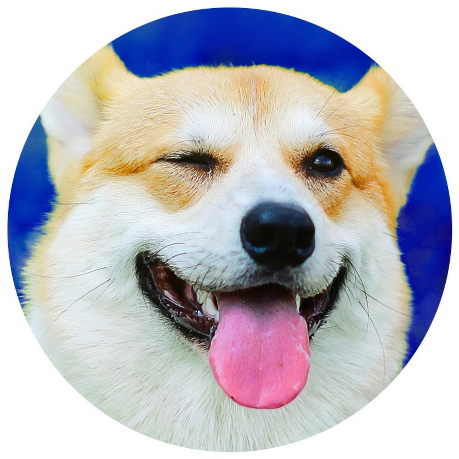 Happy Dog And Friends YouTube channel avatar